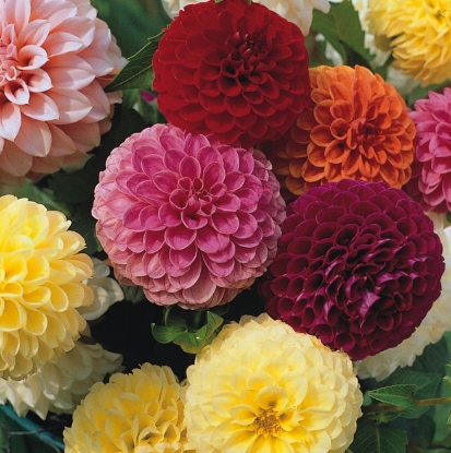 Picture of Dahlia - Pompone Double Mixed